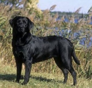 Labrador retrievers are a good choice for anyone who is looking for a companion.