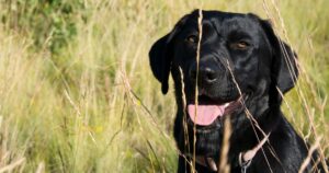 Tough Dog Names – Scary, Fierce, Strong, Guard Dog Inspired Ideas