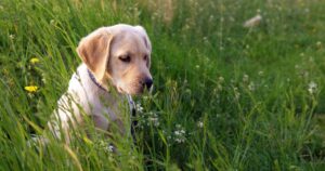 Dog Training Methods_ Choosing the Right Way to Train Your Labrador