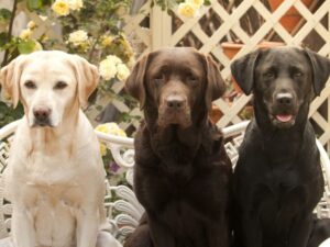 More Information on Labradors