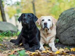 Rescue Labradors