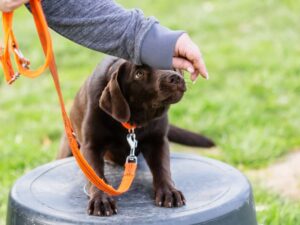 Traditional Labrador Training Methods