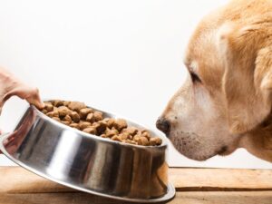 How to Feed a Labrador – Different Methods