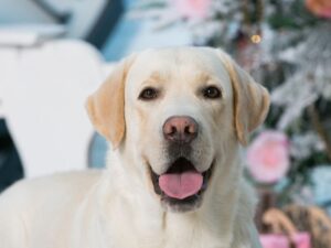 Black Labrador Nose Turning Pink