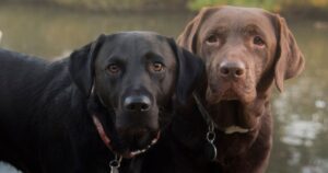 Chocolate Lab Vs Black Lab