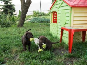 Chocolate Labs Vs Black Lab Puppies