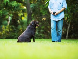 How Long Does It Take To Teach A Dog To Take A Treat Gently