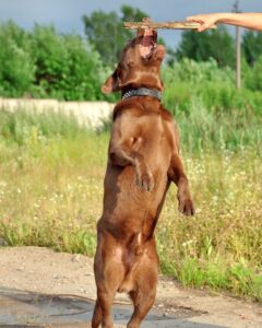 Is This Bad News For Chocolate Labs