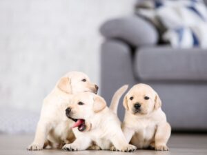 Puppies Under Eight Weeks Old