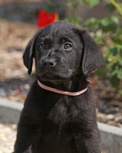 Unique Black Dog Names