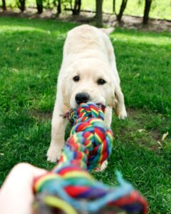 Difference Between Puppy Nipping & Adult Biting