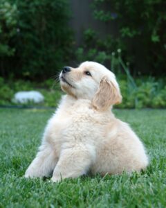 English Cream Golden Retrievers Are Not From England