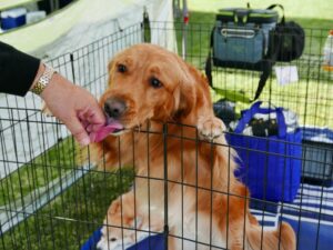 Exercise Pen