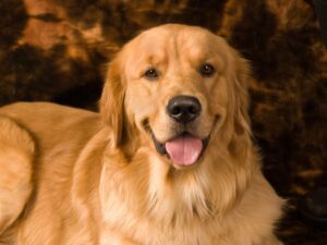 Golden Retrievers Are Boisterous Puppies