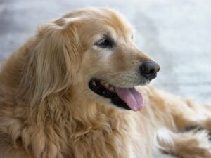 How Long Do Golden Retrievers Live