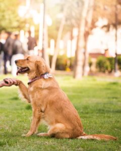 How Long Does It Take To Train A Golden Retriever