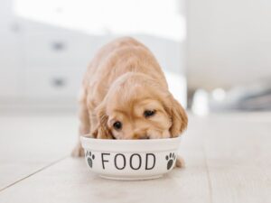 How Much And When Should You Feed Your Golden Retriever Puppy