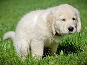 How To Potty Train Your Golden Retriever Puppy