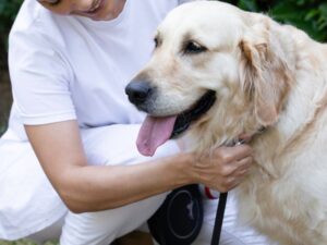 Joe Rogan's Golden Retriever Marshall