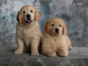 Lori Loughlin's Two Goldens