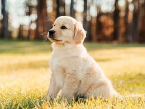 Mini Golden Retriever Health Issues & Lifespan