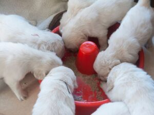 Most Popular Food For Golden Retriever Puppies