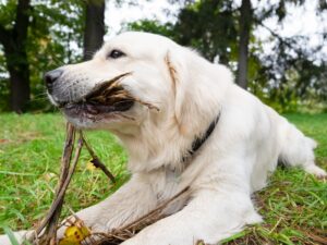 Puppy Biting Vs. Chewing