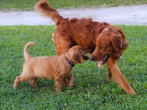 Red Golden Retriever Puppies