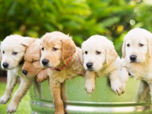 Selecting A Puppy From The Litter