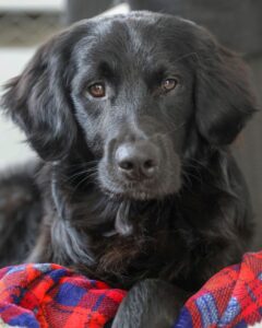 The Science Behind Why Black Golden Retrievers Don't Exist