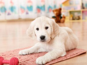 Things To Get Before You Bring Your New Puppy Home