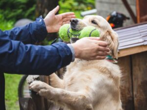 Types of Puppy Toys