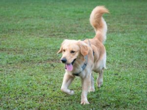 When To Take Your Golden Retriever Outside To Potty