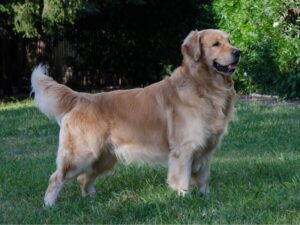Why Golden Retrievers Shed