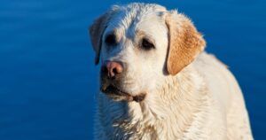 Best Dog Shampoo for Labradors
